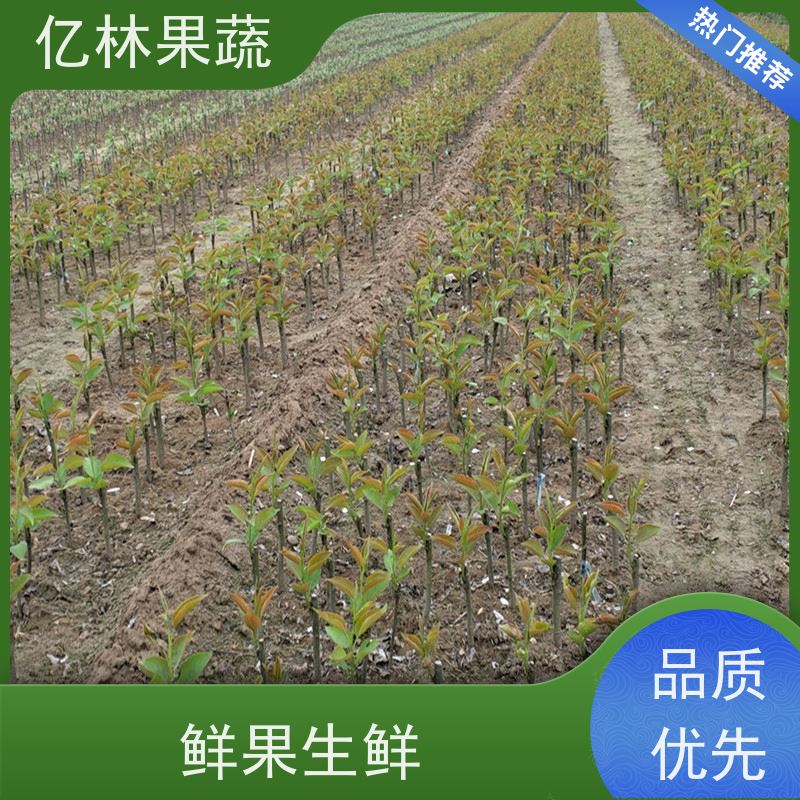 亿林苗木 冬桃苗 新品种挑苗 香甜可口 果实饱满味道好