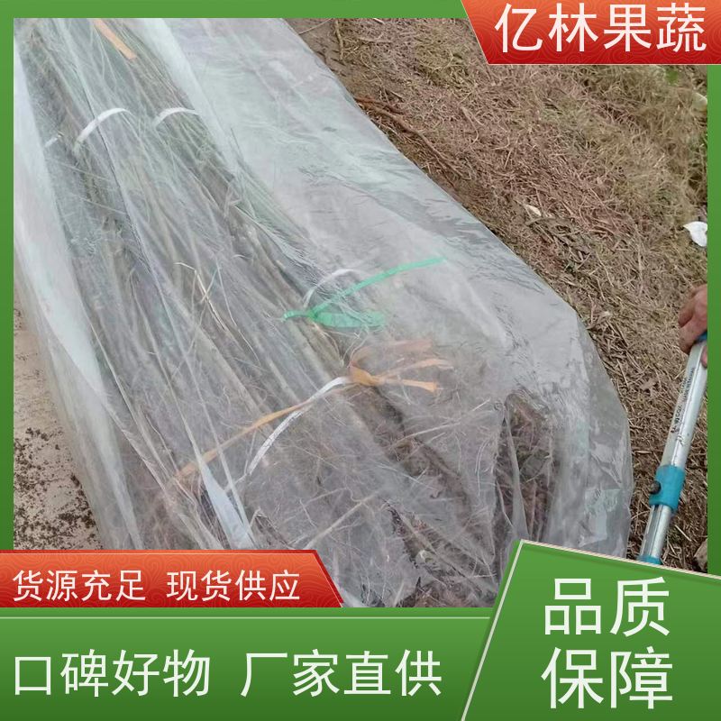 亿林苗木 园林嫁接桃苗 新品种挑苗 香甜可口 成活率高
