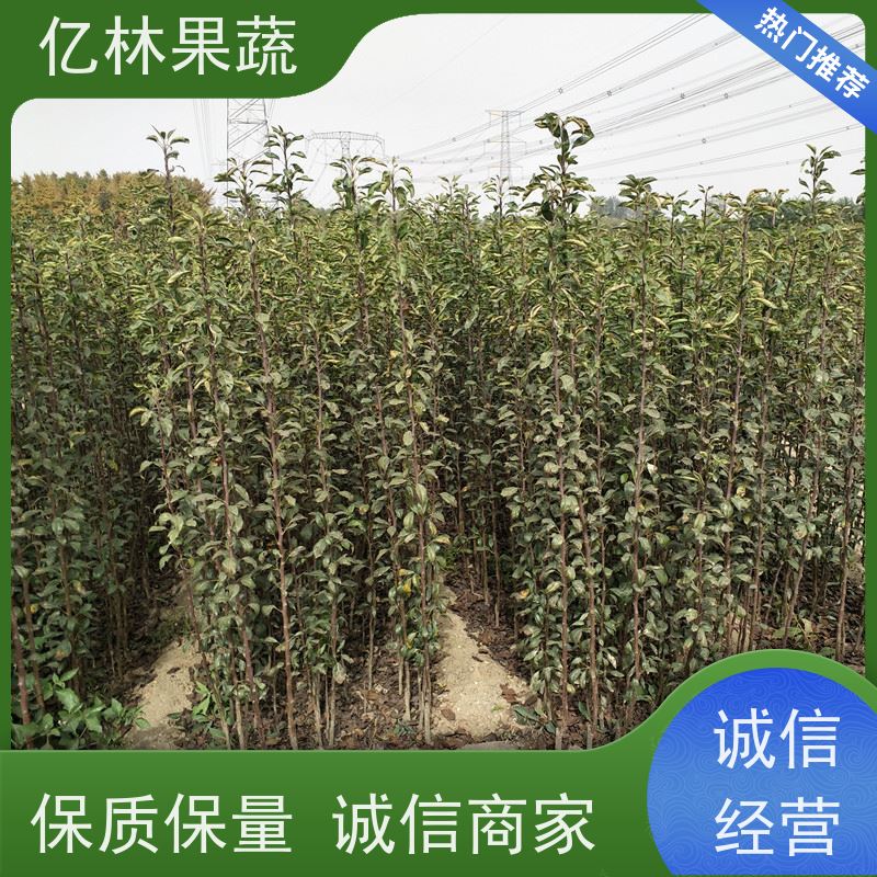 基地供应 园林嫁接桃苗 三公分现挖现发 品种齐全 果实饱满味道好