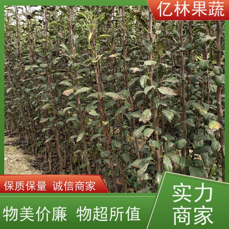 基地供应 油桃苗 三公分现挖现发 品种齐全 成活率高