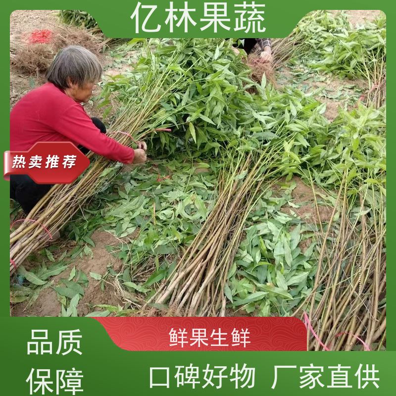 基地培育 秋彤桃 南北方种植 桃树果树苗 成活率高