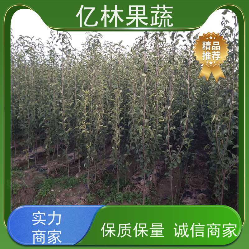 基地供应 油桃苗 现挖现发 口感香甜 果实饱满味道好