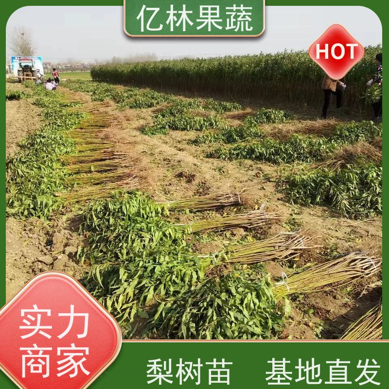 基地供应 园林嫁接桃苗 三公分现挖现发 品种齐全 根系饱满成活率高