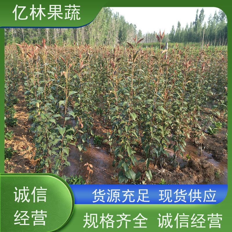 基地供应 秋彤桃 新品种挑苗 香甜可口 成活率高