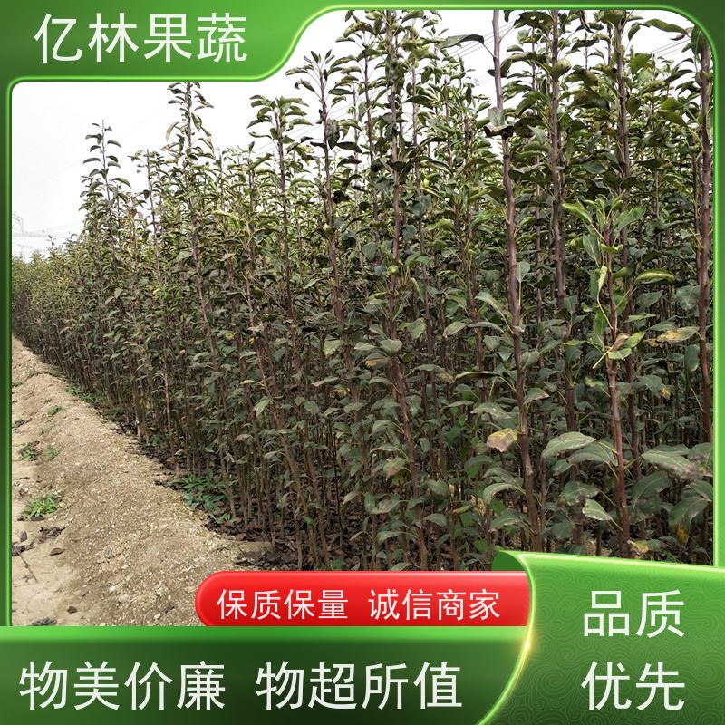 基地培育 黄桃苗 南北方种植 桃树果树苗 果实饱满味道好