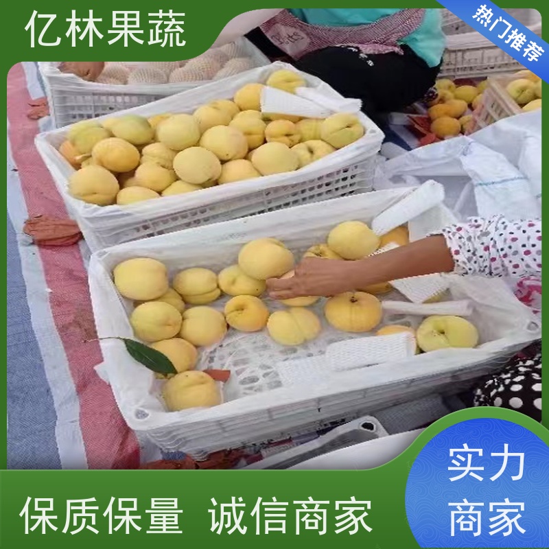 亿林苗木 油桃苗 三公分现挖现发 品种齐全 根系饱满成活率高