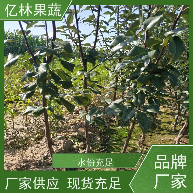 亿林苗木 油桃苗 三公分现挖现发 品种齐全 基地直发