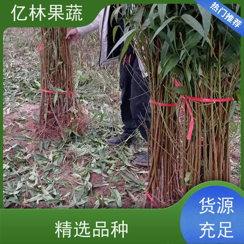 基地供应 桃树苗 晚熟品种桃 口感脆甜 成活率高