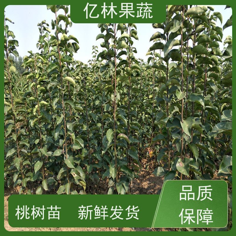 亿林苗木 油桃苗 新品种挑苗 香甜可口 易栽培桃树苗
