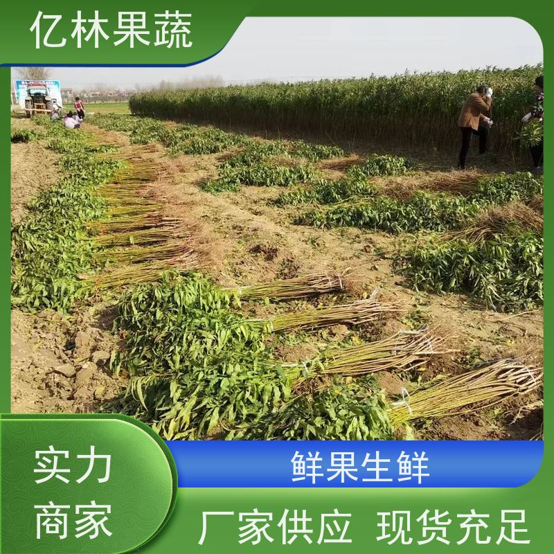 基地供应 油桃苗 南北方种植 桃树果树苗 根系饱满成活率高