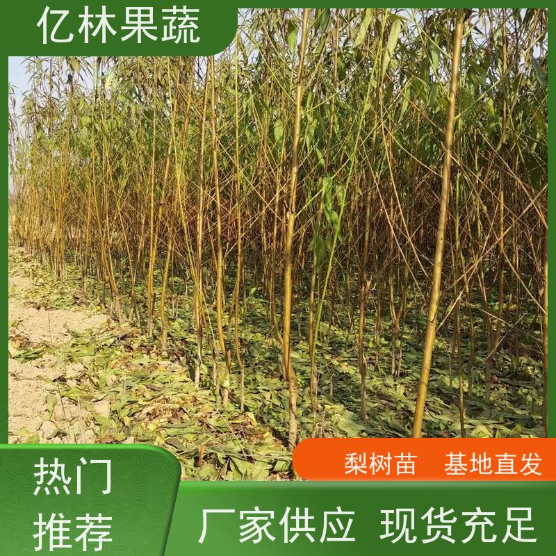 基地供应 园林嫁接桃苗 现挖现发 口感香甜 根系饱满成活率高