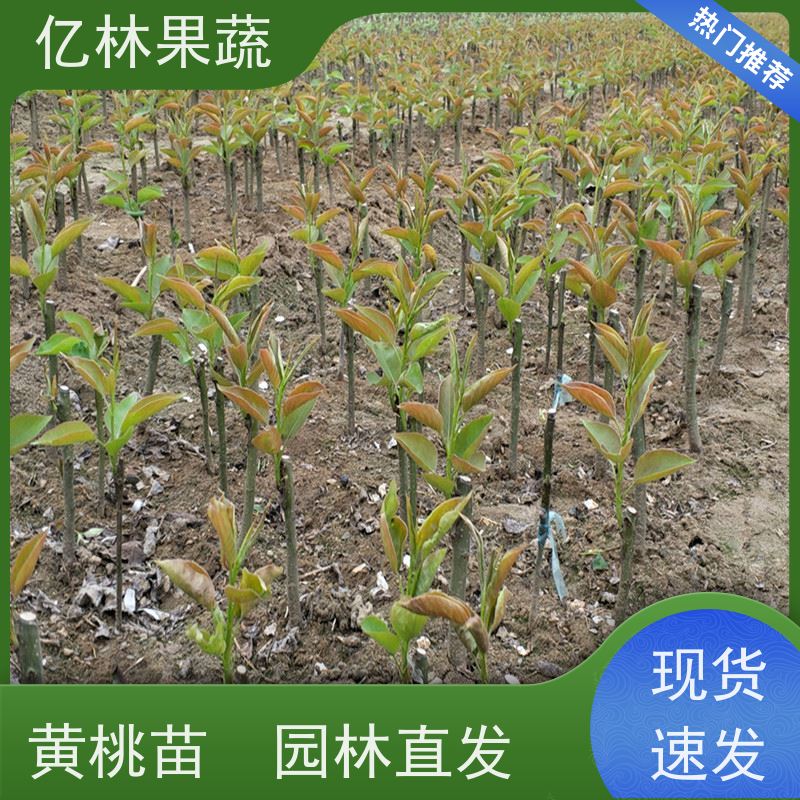 基地供应 油桃苗 桃树果苗批发 自家园林 果实饱满味道好