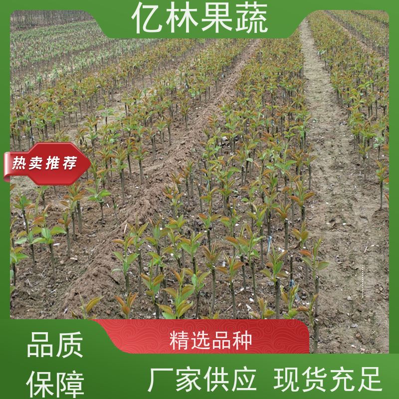 亿林苗木 园林嫁接桃苗 新品种挑苗 香甜可口 易栽培桃树苗