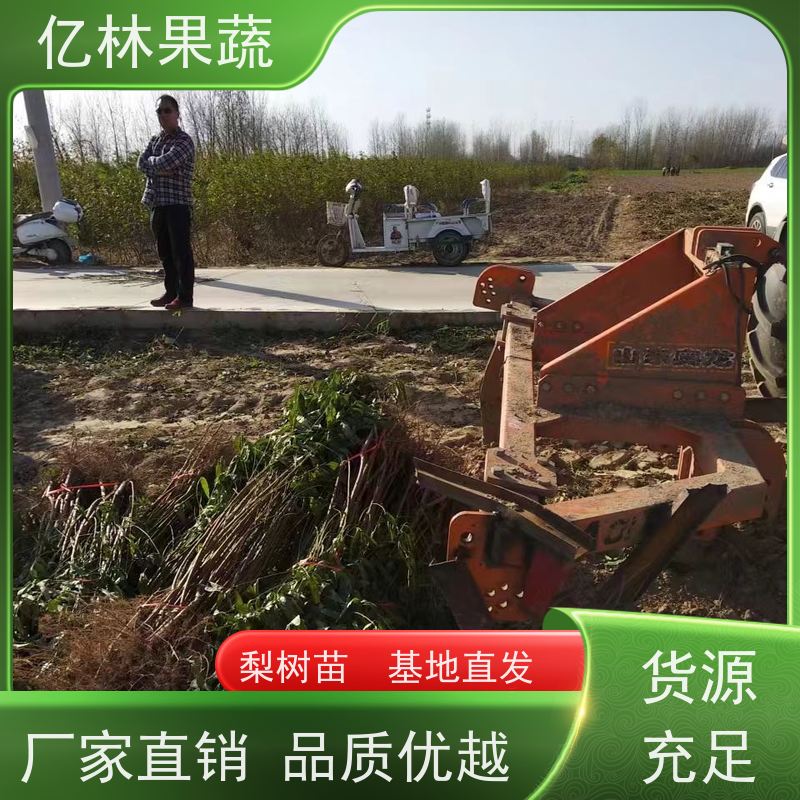 基地供应 晚熟桃树苗 现挖现发新鲜 粗两公分 根系饱满成活率高