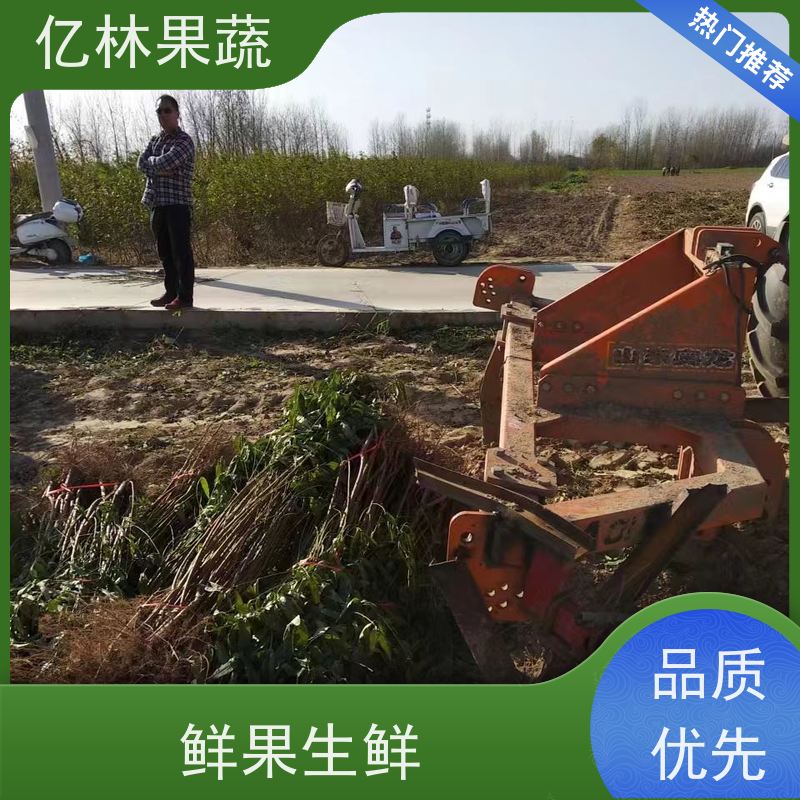 基地供应 油桃苗 三公分现挖现发 品种齐全 根系饱满成活率高