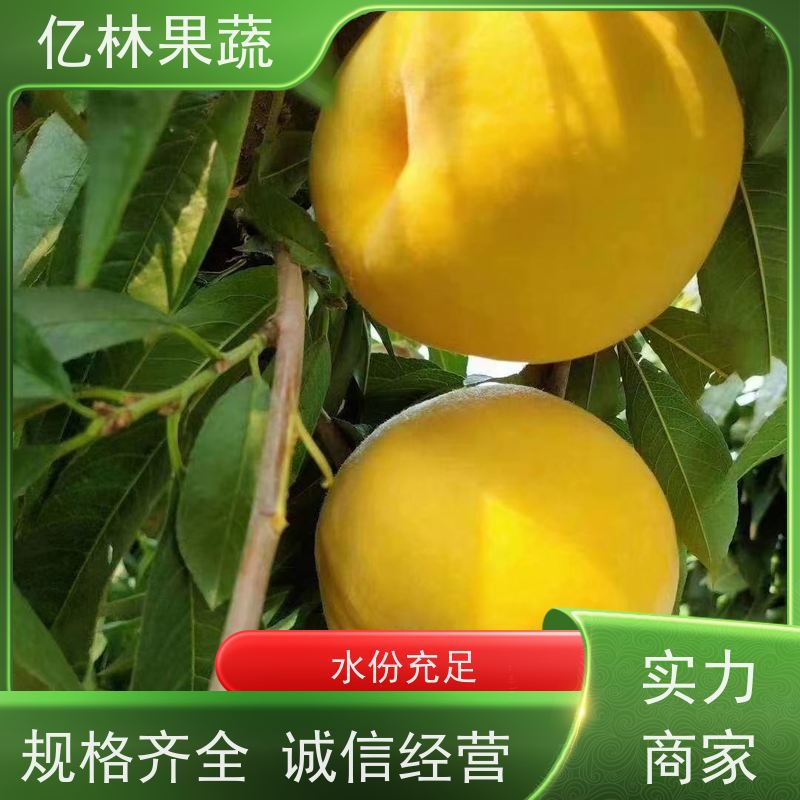 基地培育 园林嫁接桃苗 新品种挑苗 香甜可口 果实饱满味道好