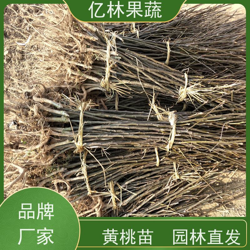 基地供应 秋彤桃 盆栽地栽庭院桃树苗苗 果实饱满味道好