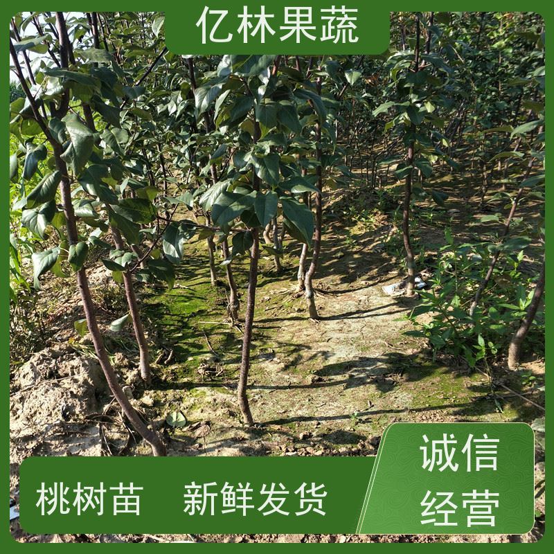 基地供应 冬桃苗 嫁接技术指导 抗寒能力强 果实饱满味道好