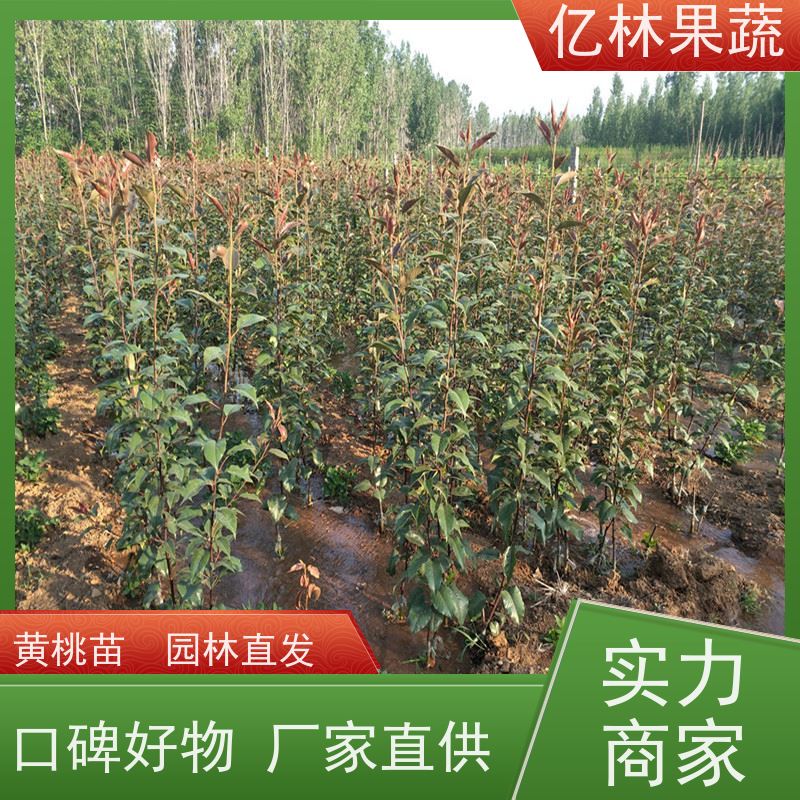 亿林苗木 黄桃苗 果树苗批发 当年结果 成活率高