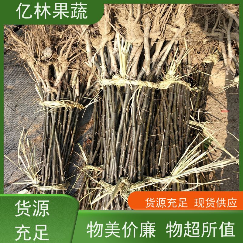 亿林苗木 黄桃苗 现挖现发新鲜 粗两公分 基地直发