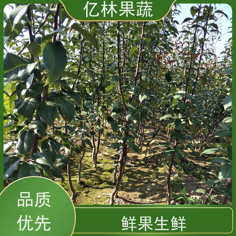 亿林苗木 黄桃苗 晚熟品种桃 口感脆甜 果实饱满味道好