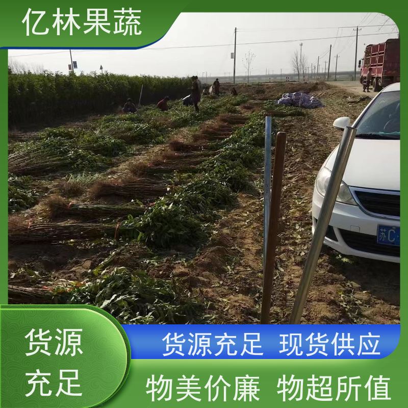 基地供应 油桃苗 园林绿化果树苗 抗寒能力强 根系饱满成活率高