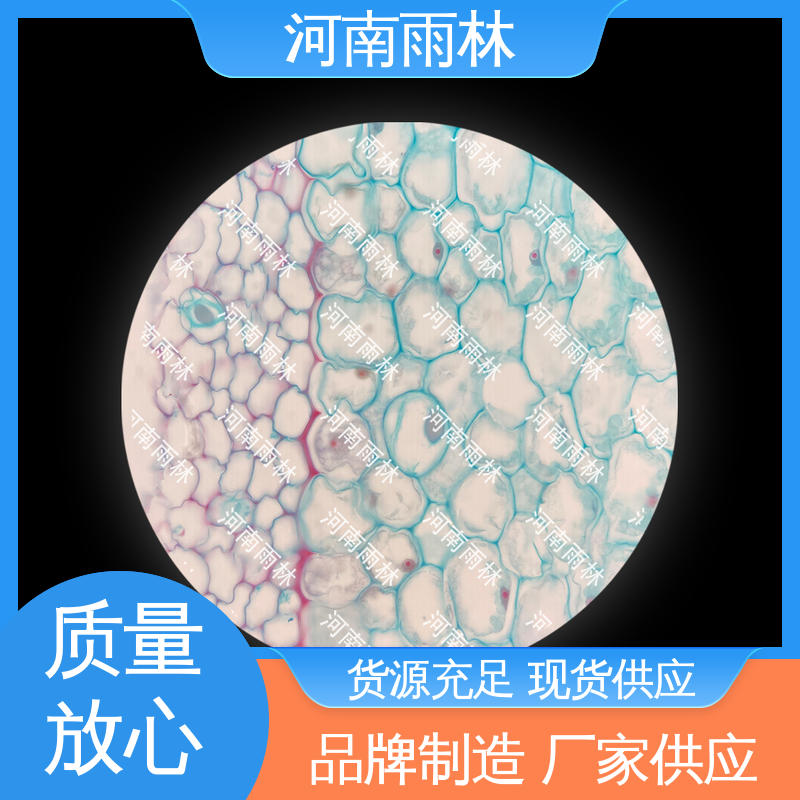 性价比高 支持定制 显微标本 细胞清晰 雨林教育工程