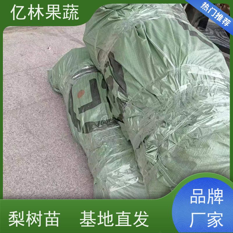亿林苗木 黄桃苗 特产果树桃幼苗 果实饱满味道好