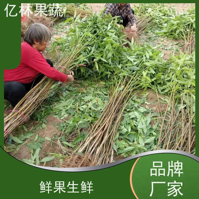 亿林苗木 黄桃苗 新品种挑苗 香甜可口 易栽培桃树苗