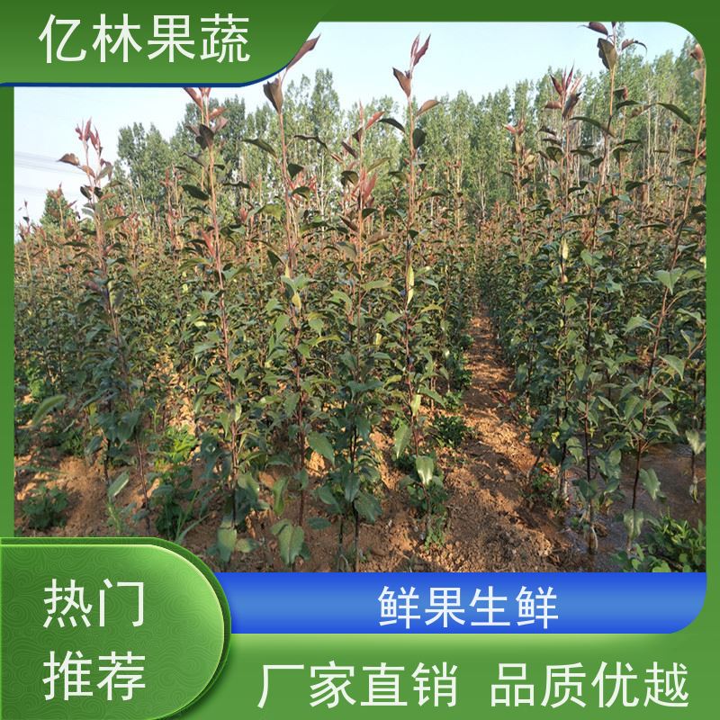 亿林苗木 晚熟桃树苗 现挖现发新鲜 粗两公分 成活率高