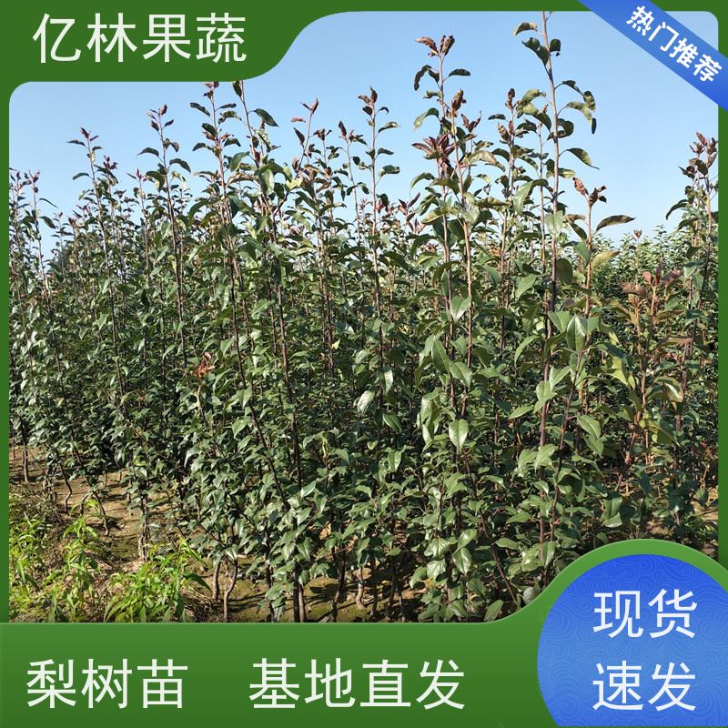 基地供应 秋彤桃 现挖现发新鲜 粗两公分 果实饱满味道好