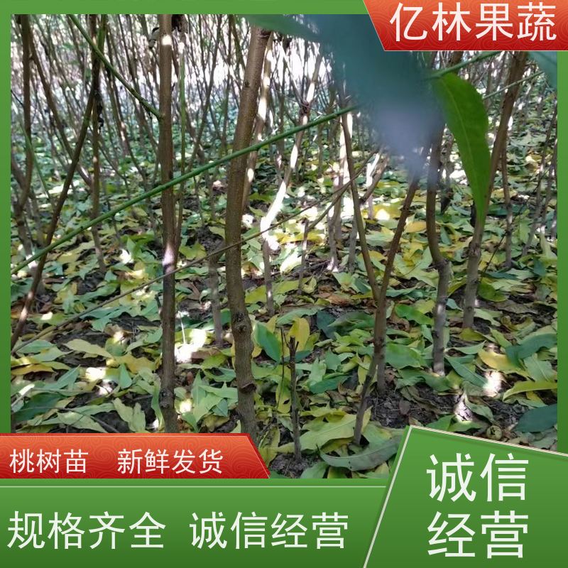 亿林苗木 晚熟桃树苗 嫁接技术指导 抗寒能力强 根系饱满成活率高