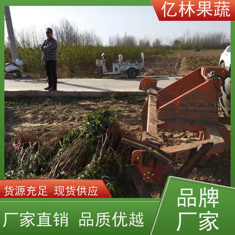 亿林苗木 油桃苗 园林绿化果树苗 抗寒能力强 成活率高