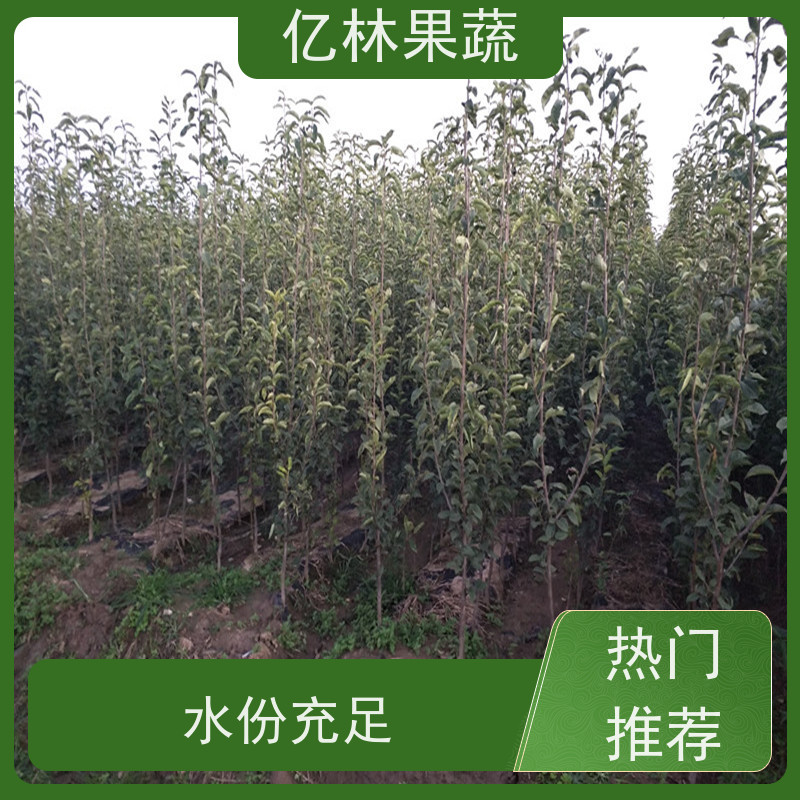 基地供应 冬桃苗 园林绿化果树苗 抗寒能力强 成活率高