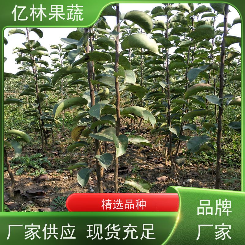 基地培育 秋彤桃 嫁接技术指导 抗寒能力强 果实饱满味道好