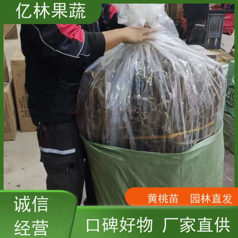 基地培育 黄桃苗 现挖现发新鲜 粗两公分 根系饱满成活率高