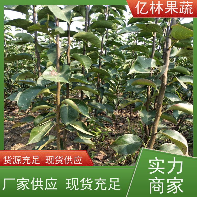 亿林苗木 油桃苗 现挖现发 口感香甜 果实饱满味道好