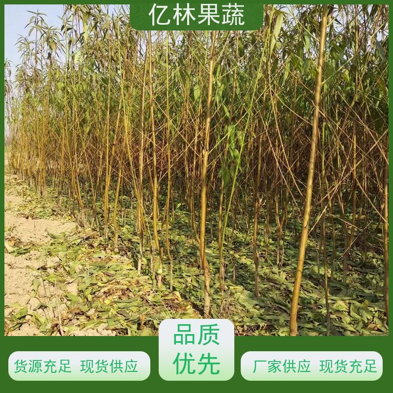 亿林苗木 桃树苗 嫁接技术指导 抗寒能力强 基地直发