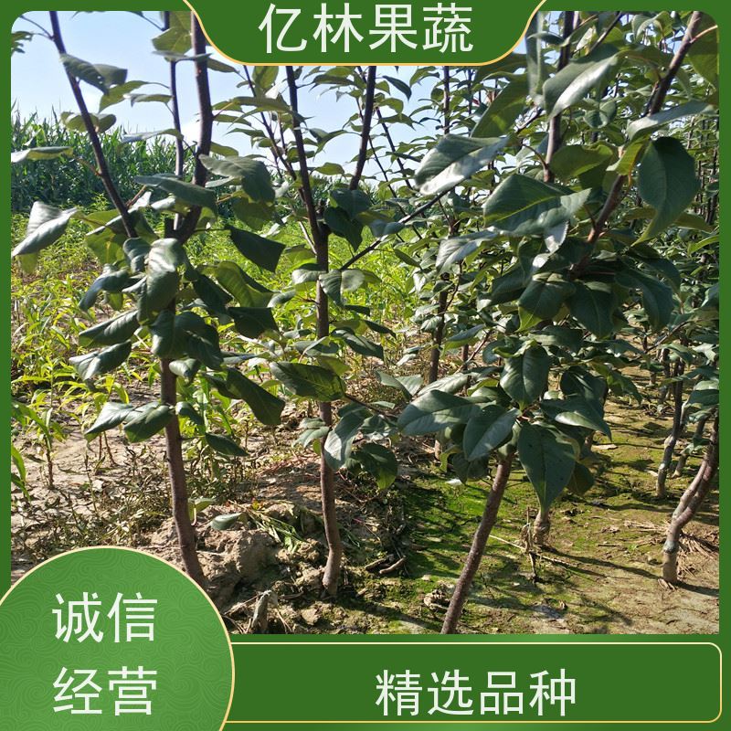 基地供应 黄桃苗 盆栽地栽庭院桃树苗苗 成活率高