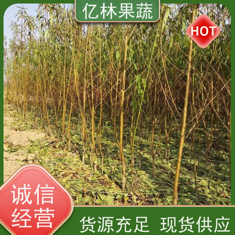 亿林苗木 晚熟桃树苗 新品种挑苗 香甜可口 根系饱满成活率高