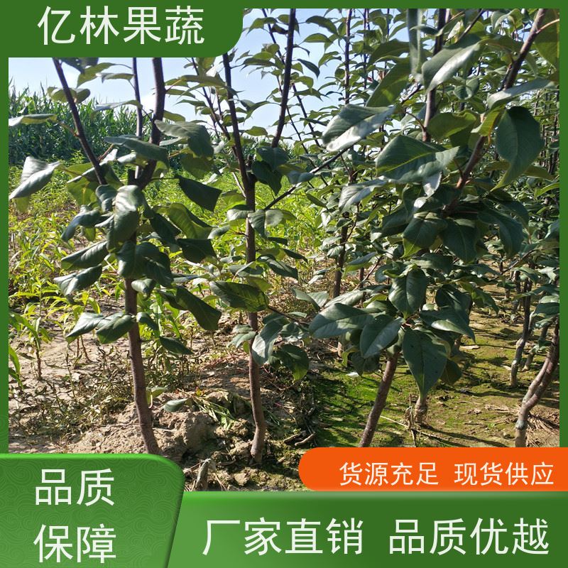 亿林苗木 油桃苗 桃树果苗批发 自家园林 基地直发