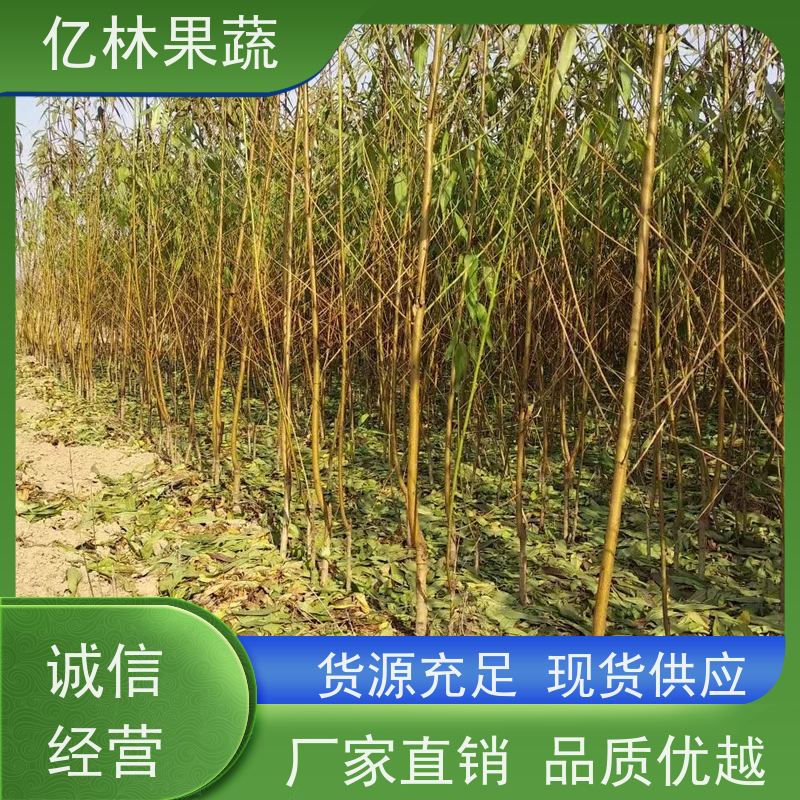 基地供应 冬桃苗 园林绿化果树苗 抗寒能力强 根系饱满成活率高