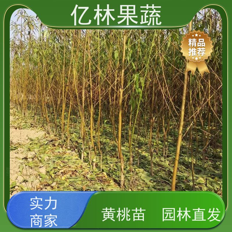 基地供应 冬桃苗 晚熟品种桃 口感脆甜 果实饱满味道好