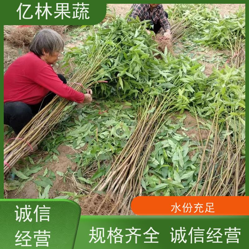 基地供应 园林嫁接桃苗 南北方种植 桃树果树苗 根系饱满成活率高