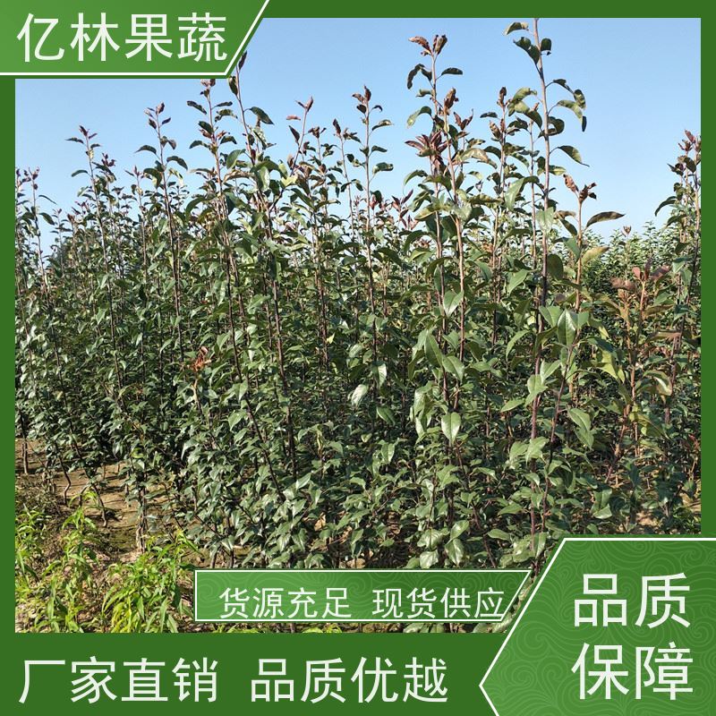 基地供应 黄桃苗 嫁接技术指导 抗寒能力强 易栽培桃树苗