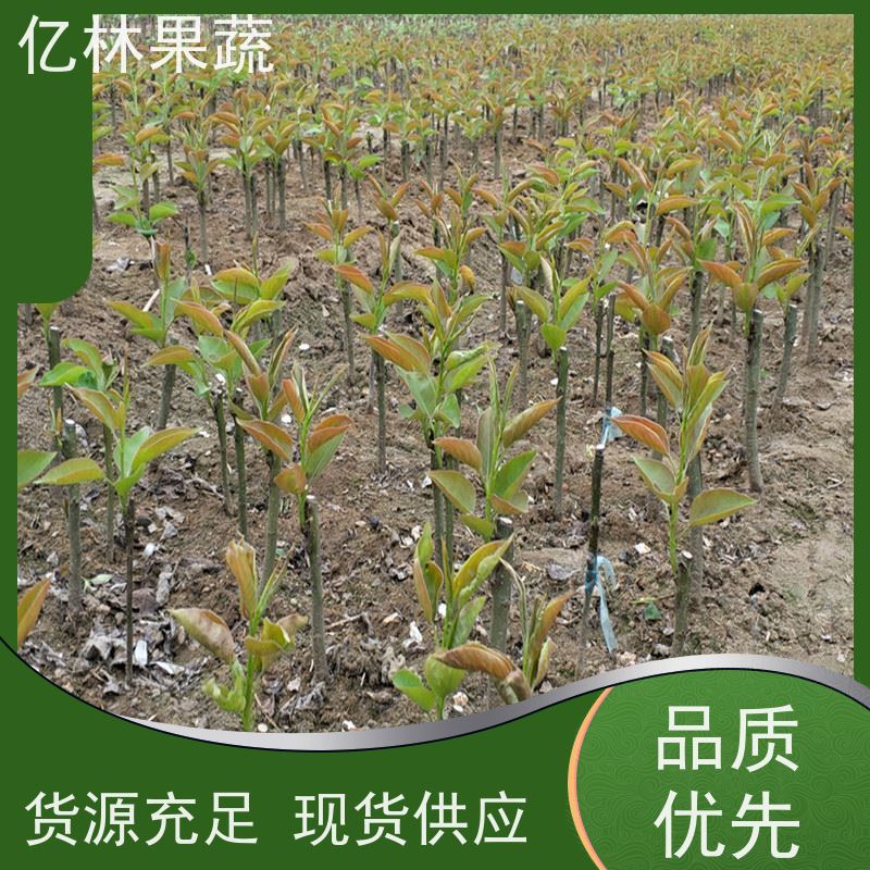 基地供应 冬桃苗 嫁接技术指导 抗寒能力强 成活率高