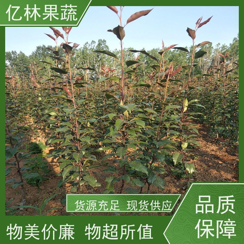 基地供应 油桃苗 晚熟品种桃 口感脆甜 根系饱满成活率高