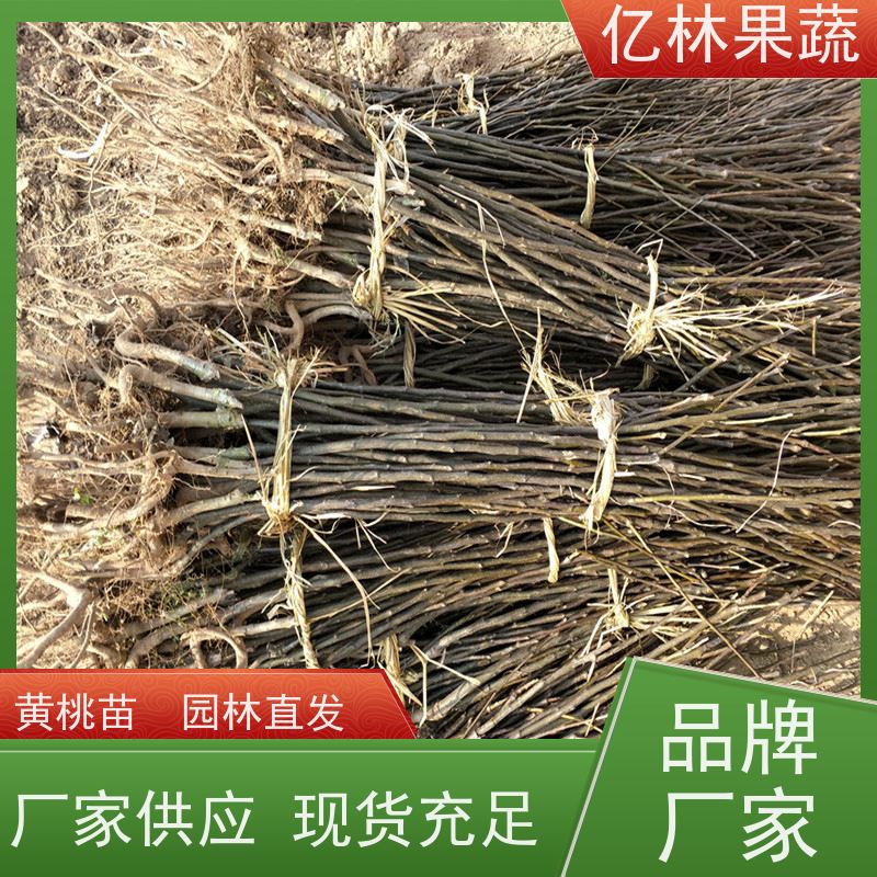亿林苗木 黄桃苗 园林绿化果树苗 抗寒能力强 基地直发