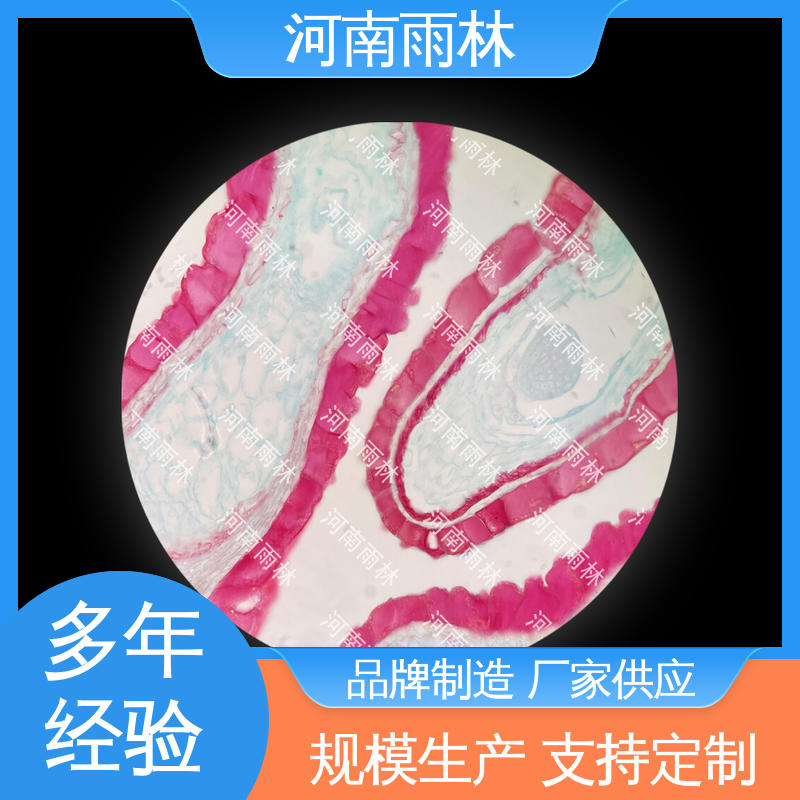 雨林教育工程 切片安全 病害标本 源头工厂 售后无忧