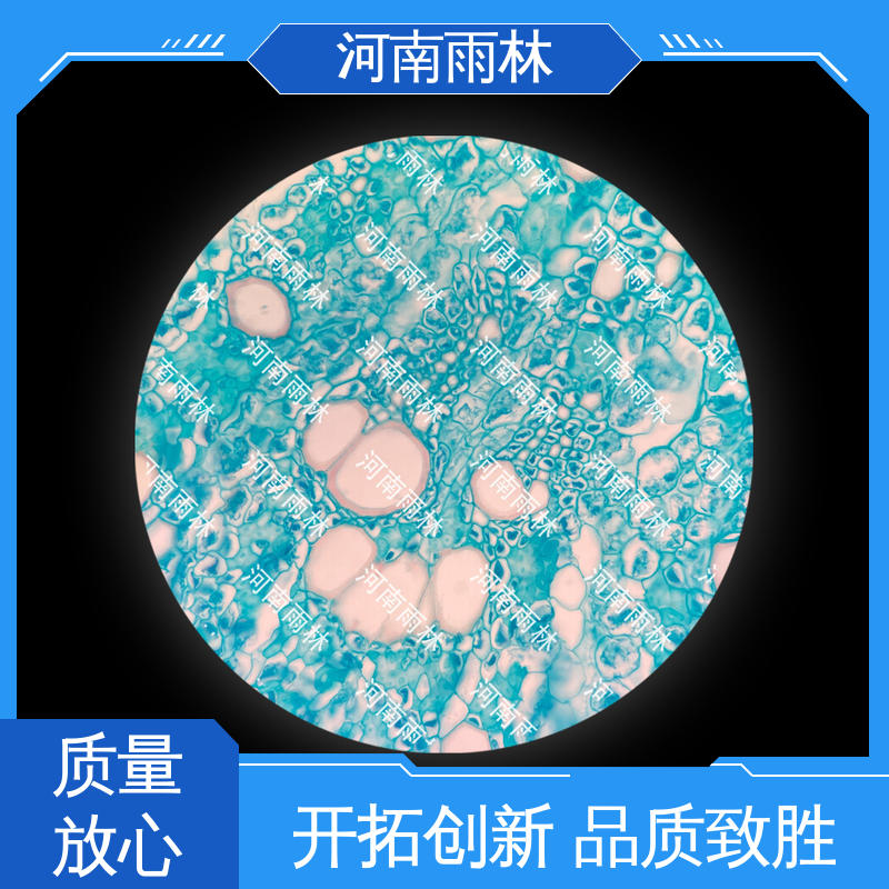 细胞清晰 源头工厂 显微切片 可后期加工 雨林教育工程